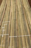 Ebony Log n.61